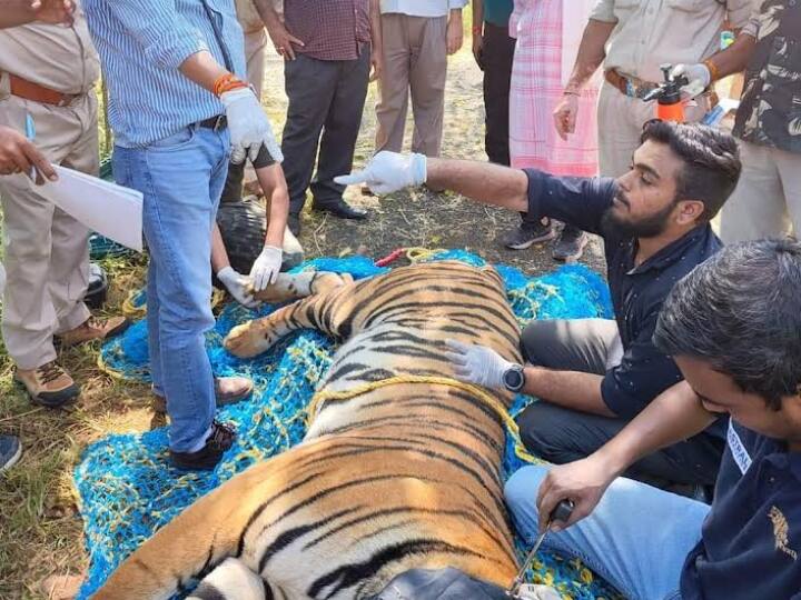 Bhopal After 13 days the forest department has caught tiger MP News ANN Bhopal News: 2 हफ्ते बाद पकड़ा गया बाघ, दहशत के कारण हॉस्टल में कैद हो गए थे 5 हजार स्टूडेंट्स