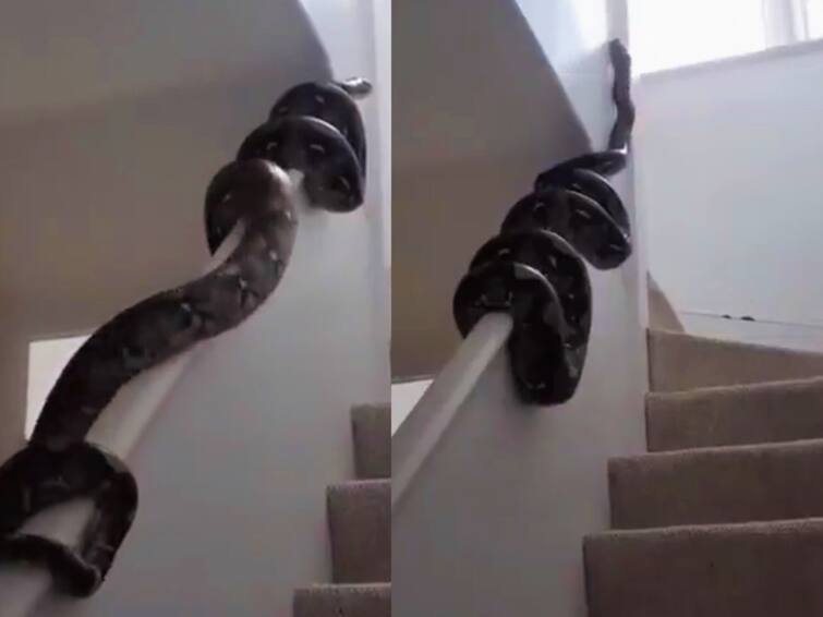 Huge python slithering across wall amuses internet video goes viral Viral Video: இப்படியும் மாடிக்கு போகலாம்... உறைய வைக்கும் மலைப்பாம்பு!