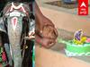 Gomathi Elephant Birthday : கேக் வெட்டி பிறந்தநாள் கொண்டாடிய யானை.. நெகிழ வைத்த கோயில் நிர்வாகம்..