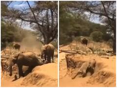 मां ने सिखाया ऊंची जगह से नीचे उतरना, बेबी हाथी फिर भी गिर पड़ा