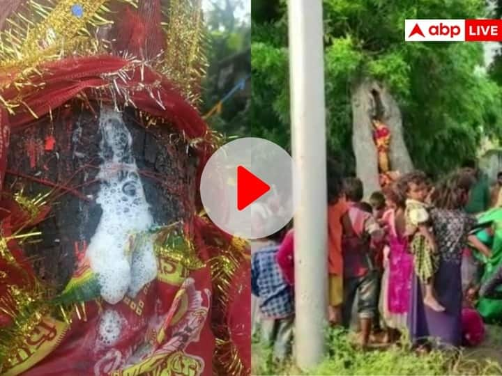 Watch Milk coming out of neem tree in Singrauli in MP  People started worshiping ann Watch: चमत्कार या अंधविश्वास, MP के सिंगरौली में नीम के पेड़ से निकल रहा दूध! लोगों का लगा तांता