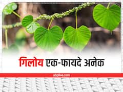 ​गिलोय एक-फायदे अनेक, बस इसका सेवन करते वक्त 'खुद के डॉक्टर' न बनें!