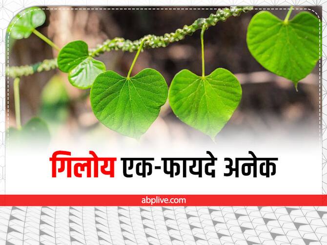 Health Benefits Of Giloy The Ultimate Immunity Booster But Take Expert Advice To Consume It | गिलोय एक-फायदे अनेक, बस इसका सेवन करते वक्त 'खुद के डॉक्टर' न बनें! Health Benefits Of Giloy The Ultimate Immunity Booster But Take Expert Advice To Consume It | गिलोय एक-फायदे अनेक, बस इसका सेवन करते वक्त 'खुद के डॉक्टर' न बनें!