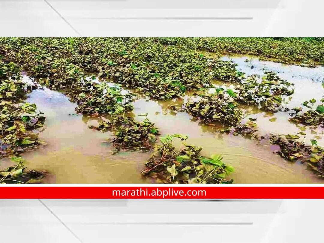 In Kolhapur district crops damaged by twice the average rainfall in the month of October Soybeans most affected Kolhapur Heavy Rainfall : कोल्हापूर जिल्ह्यात ऑक्टोबर महिन्यात सरासरीच्या दुप्पट पावसाने पिकांची नासाडी; सोयाबीनची सर्वाधिक वाताहत 