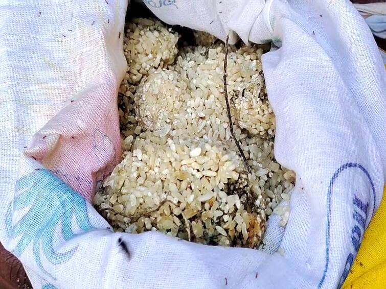2 cows died after eating damaged rice in the consumer goods warehouse! மயிலாடுதுறை அருகே ரேஷன் அரிசியை சாப்பிட்ட 2 பசு மாடுகள் பரிதாப பலி