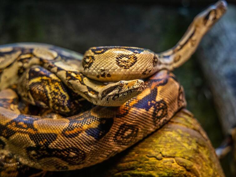 80 kg Python found on school bus watch viral video Viral Video: স্কুলবাস থেকে উদ্ধার ৮০ কেজির পাইথন! ভাইরাল ভিডিও দেখে আঁতকে উঠছেন নেটিজেনরা