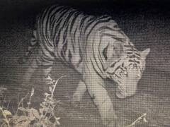 भोपाल: दो बाघों के घुसने के बाद MANIT कैंपस की दीवार की मरम्मत शुरू, गायों पर किया था हमला