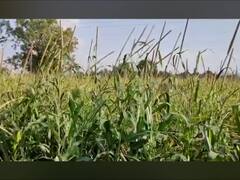 काय सांगता? तुर्कस्थानातून मागवलं बाजरीचं बियाणं; राज्यात यशस्वी उत्पादन