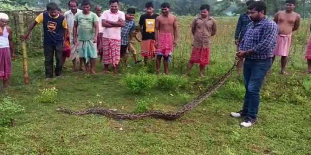 Jalpaiguri News: হাঁস-মুরগি খাওয়ার লোভই কাল হল, জালে আটকে ১৩ ফুটের অজগর ধূপগুড়িতে
