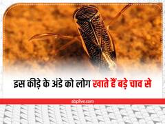 इस कीड़े के अण्डे को बड़े चाव से खाते हैं लोग! देवताओं का भोजन माना जाता है यह व्यंजन