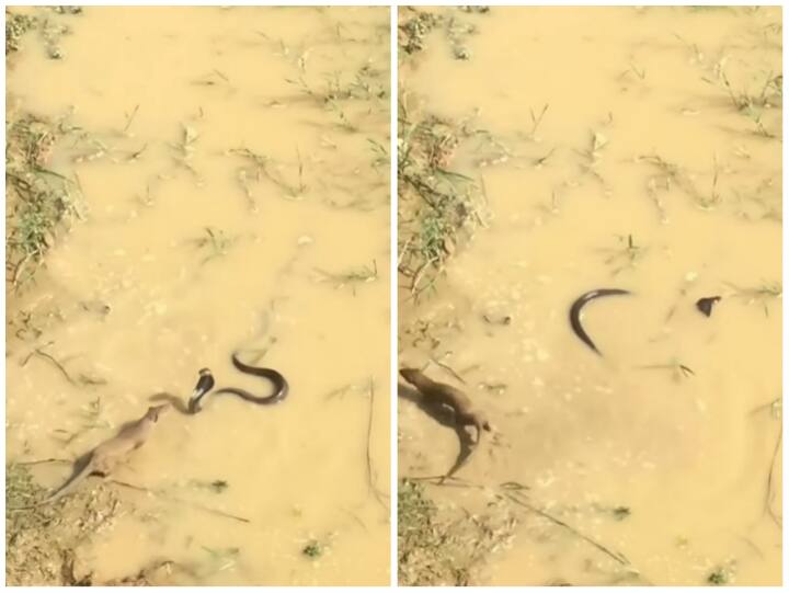 Poisonous snake and mongoose seen fighting among themselves Video: उछल-उछलकर वार कर रहा था सांप, नेवले ने एक ही बार में सिखाया सबक