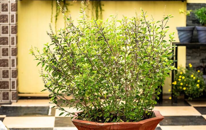 তুলসী শরীরে কর্টিসোলের মাত্রা কমিয়ে আনতে পারে। এ ছাড়া অতিরিক্ত উত্তেজনা ও চাপ থেকে মুক্তি দেয়।
