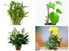 Plants For Money: दिवाली पर गिफ्ट दें या घर में लगाएं ये 5 प्लांट, कभी नहीं होगी पैसों की कमी