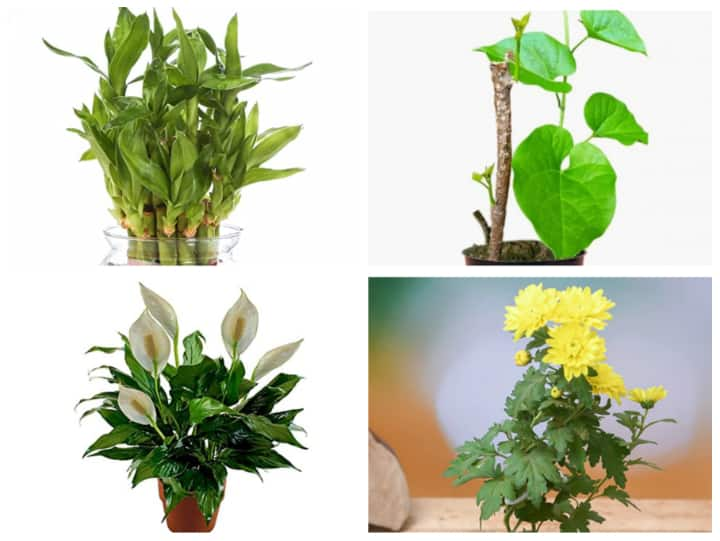 Plant Gift Option For Diwali: इस दिवाली पर अपने घर आने वाले मेहमानों को मिठाई या ड्राईफ्रूट्स नहीं बल्कि ये प्लांट गिफ्ट करें. इससे परिवार के लोगों का स्वास्थ्य अच्छा रहेगा और समृद्धि बनी रहेगी.