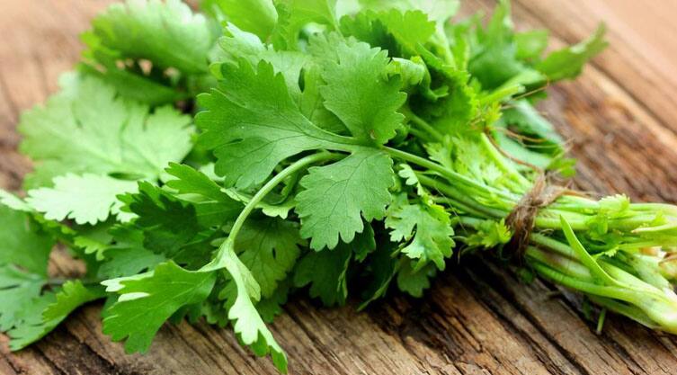 Green Coriander Leaves: Consume green coriander to avoid thyroid, its beautiful leaves will brighten your life. Green Coriander Leaves : ਥਾਇਰਾਈਡ ਤੋਂ ਬਚਣ ਲਈ ਕਰੋ ਹਰੇ ਧਨੀਏ ਦਾ ਸੇਵਨ, ਇਸਦੀਆਂ ਸੁੰਦਰ ਪੱਤੀਆਂ ਨਾਲ ਸੰਵਰ ਜਾਵੇਗਾ ਜੀਵਨ