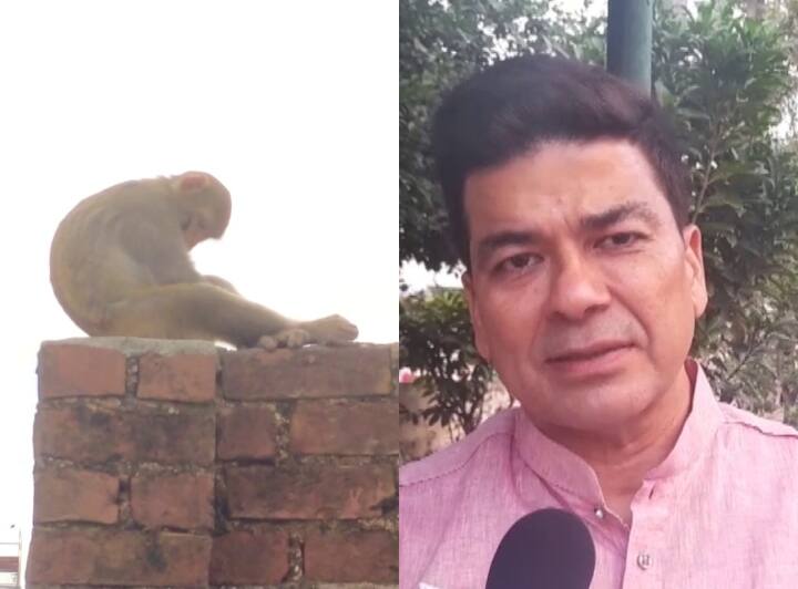 Bareilly Terror monkeys after Mathura and Agra so people forced to stay at home and permission to capture 10 thousand monkeys Bareilly News: बरेली में बंदरों का आतंक, घर में रहने को मजबूर लोग, 10 हजार बंदरों को पकड़ने की मांगी गई अनुमति