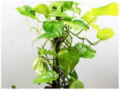 Plants For Money: दिवाली पर गिफ्ट दें या घर में लगाएं ये 5 प्लांट, कभी नहीं होगी पैसों की कमी