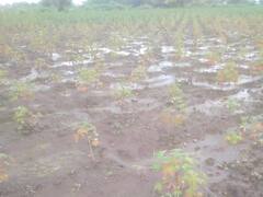 Marathwada Rain: मराठवाड्यात पावसाची पुन्हा दाणादाण, सात दिवसांत 34 मंडळात अतिवृष्टी