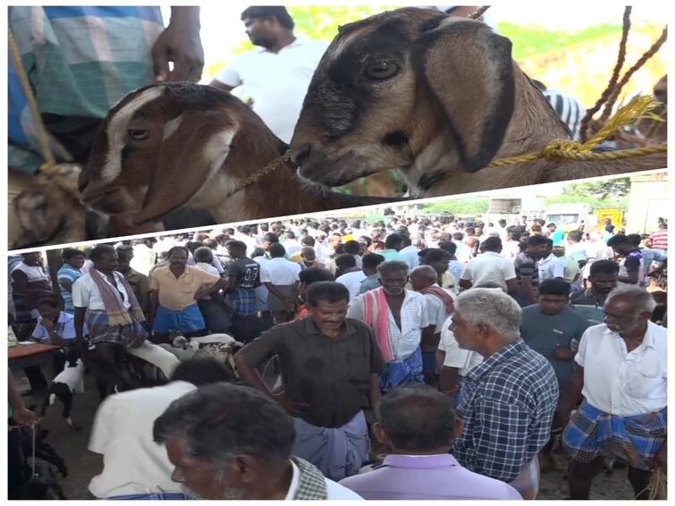 nellai: Goat market is weeded in nellai in view of the approaching festival of Diwali TNN நெருங்கி வரும் தீபாவளி.....நெல்லையில் களைகட்டியுள்ள ஆட்டுச்சந்தை.. ஒரே நாளில் 4 கோடிக்கு விற்பனை..!