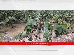 PHOTO: औरंगाबाद जिल्ह्यात झालेल्या जोरदार पावसामुळे पिकांचे नुकसान