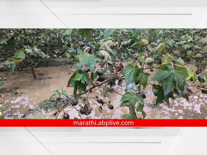 Aurangabad Rain: सोमवारी औरंगाबाद जिल्ह्यातील विविध भागात पावसाने हजेरी लावली.