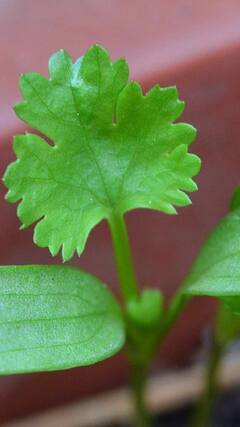 Coriander leaves : थायरॉईडवर मात करण्यासाठी कोथिंबीर गुणकारी; पाहा फायदे