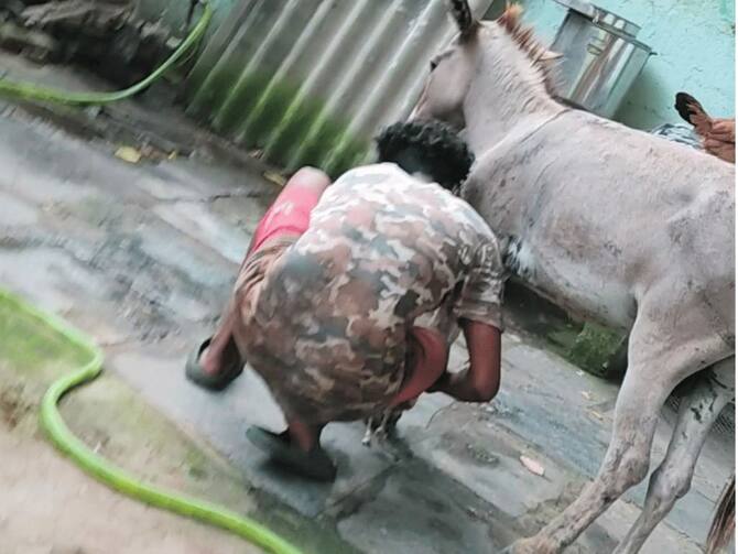 Donkey Meat Business Flourishing In Andhra Pradesh Due To 'Bogus Claims Of  Health Benefits': PETA