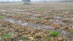 PHOTO: औरंगाबाद जिल्ह्यात झालेल्या जोरदार पावसामुळे पिकांचे नुकसान