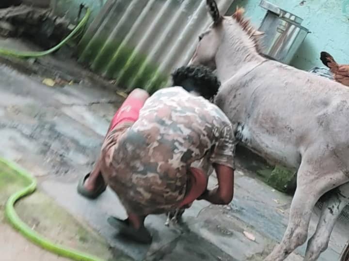 Illegal donkey meat being sold in the open in Andhra Pradesh PETA reveal in secret investigation ANN Donkey Meat: आंध्र प्रदेश में खुले में बिक रहा गधे का मांस, PETA ने जांच के बाद किए कई दावे
