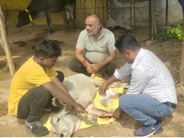 Koriya News: गौ प्रेमी ने अपने घर में ही बना दी गौशाला, रोटी रिक्शा बैंक मुहिम की मदद से 40 गायों की कर रहे सेवा 