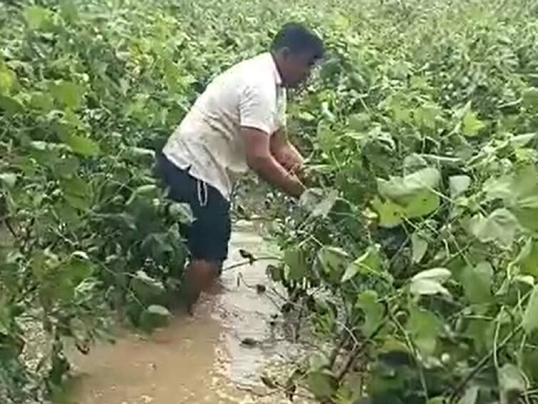 Heavy rain in Gevrai taluk Beed, heavy loss of cotton  Beed Rain : बीडच्या गेवराई तालुक्यात रात्रभर मुसळधार पाऊस, कापसाचं मोठं नुकसान, ओला दुष्काळ जाहीर करण्याची शेतकऱ्यांची मागणी