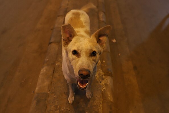 Residents Protest As Kid Mauled To Death By Stray Dog In Noida Housing ...