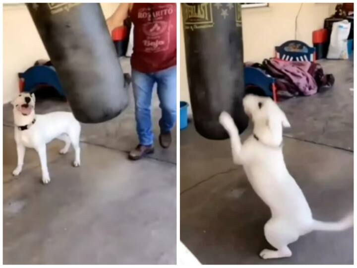 Dog along with his owner seen attacking the boxing punch video goes viral on social media Video: पंचिंग बैग के साथ हार्ड ट्रेनिंग करते दिखा कुत्ता, पैरों से किए लगातार कई वार