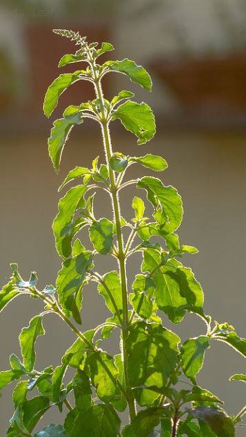 রোজ তুলসীপাতা খান, ফল পাবেন
