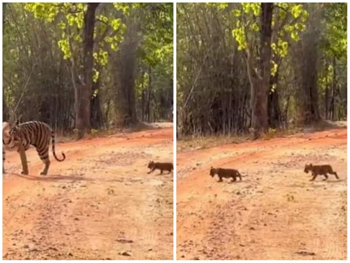 Tiger cubs seen following in mother footsteps video goes viral on social media Video: मां के पदचिन्हों पर चलते नजर आए बाघ के शावक, दिल जीत लेगा वीडियो