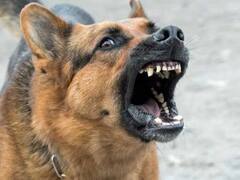 चादर बिछाकर बच्चे को बिठाया और मजदूरी करने लगे मां-बाप, तभी आया आदमखोर कुत्ता...