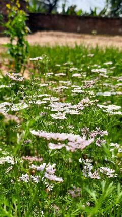 Coriander leaves : थायरॉईडवर मात करण्यासाठी कोथिंबीर गुणकारी; पाहा फायदे