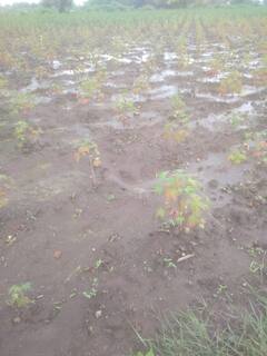 PHOTO: औरंगाबाद जिल्ह्यात झालेल्या जोरदार पावसामुळे पिकांचे नुकसान