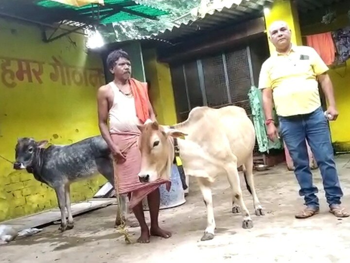 Koriya News: गौ प्रेमी ने अपने घर में ही बना दी गौशाला, रोटी रिक्शा बैंक मुहिम की मदद से 40 गायों की कर रहे सेवा 