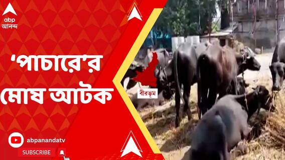 মোষ পাচারের চেষ্টার অভিযোগে রামপুরহাটে আটক ২