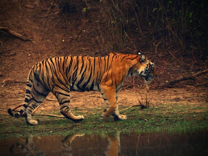 Madhya Pradesh Ratapani Century Tigers will be counted with 1800 camera ANN MP News: रातापानी सेंचुरी में बाघों की संख्या पर संशय, पिछली बार से 3 गुना अधिक कैमरों से होगी गिनती