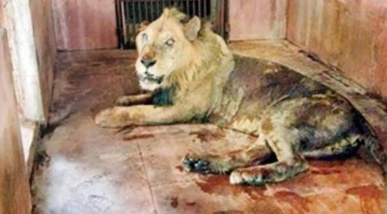 Mumbai: Oldest captive lion Ravindra dies at Sanjay Gandhi National Park Lion Ravindra : இந்தியாவின் வயதான சிங்கம் மரணித்தது.. பொதுமக்கள் கலங்கும் காரணம் தெரியுமா?