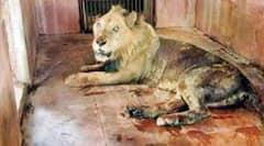 Lion Ravindra : இந்தியாவின் வயதான சிங்கம் மரணித்தது.. பொதுமக்கள் கலங்கும் காரணம் தெரியுமா?