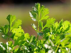 Green Coriander Leaves : ਥਾਇਰਾਈਡ ਦੀ ਹੈ ਸਮੱਸਿਆ ਤਾਂ ਨਾ ਹੋਵੋ ਪਰੇਸ਼ਾਨ, ਬਸ ਕਰੋ ਇਹ ਆਸਾਨ ਟ੍ਰਿਕ