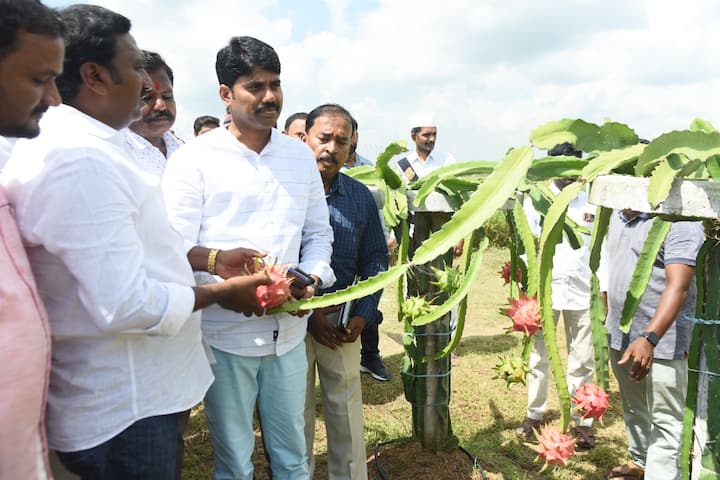 Focus on crops like dragon fruit- Nizamabad District Collector advises farmers DNN Nizamabad News: డ్రాగన్ ఫ్రూడ్ లాంటి పంటలపై దృష్టి పెట్టండి- రైతులకు నిజామాబాద్ జిల్లా కలెక్టర్ సూచన