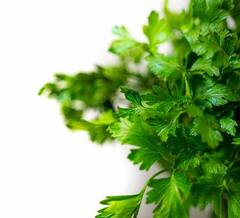 Coriander leaves : थायरॉईडवर मात करण्यासाठी कोथिंबीर गुणकारी; पाहा फायदे