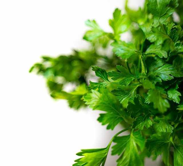 Coriander leaves : कोथिंबीर ही अशी एक औषधी वनस्पती आहे, जी स्वयंपाकघरात अतिशय काळजीपूर्वक आणि मोठ्या प्रमाणात वापरली जाते.