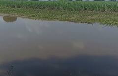 Photo : बारामती तालुक्यातील कऱ्हा नदीला पूर, शेतीचं नुकसान