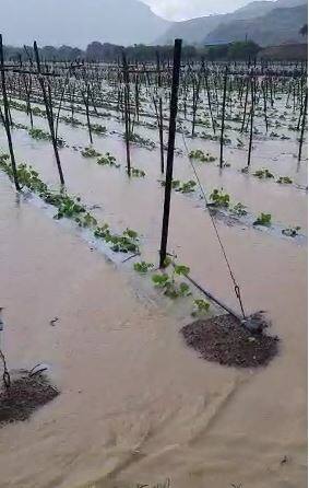 परतीच्या पावसानं राज्यातील शेतकरी संकटात