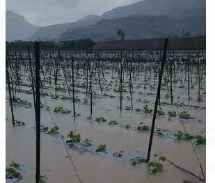 परतीच्या पावसानं राज्यातील शेतकरी संकटात